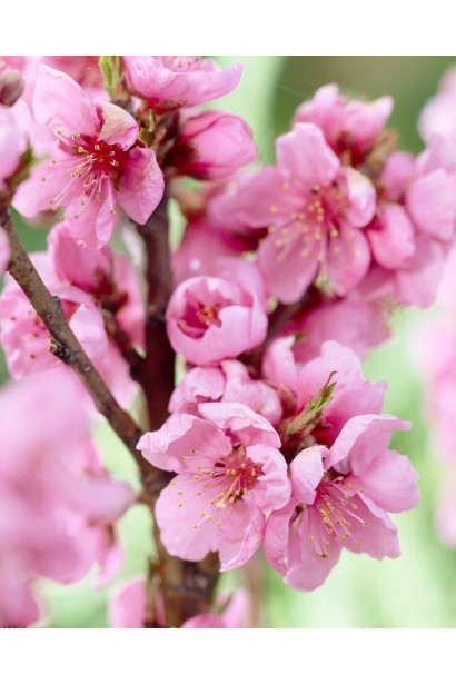 Цвітіння нектарину Роман навесні — рожеві квіти на гілках